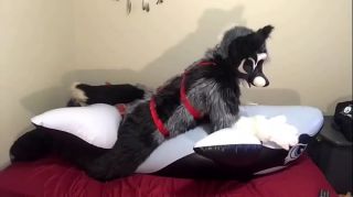 furry inflation porn